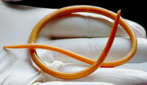 roundworms dufferin steeles animal hospital