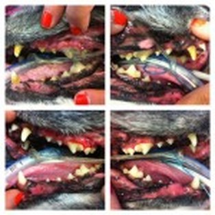 bad breath Dufferin Steeles Animal Hospital veterinarian near keele and steeles dog cat dental disease tartar